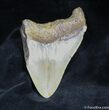 Bargain Megalodon Tooth #948-1